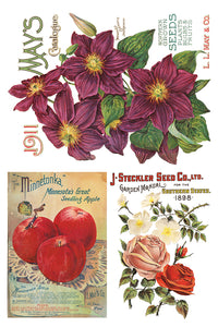 Seed Catalogue IOD™ Transfer Iron Orchid Designs